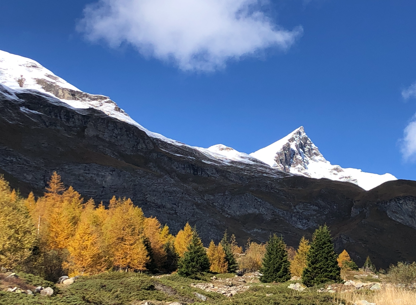 Last Larch Pano